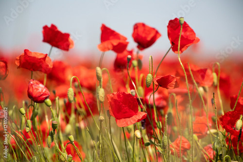 Poppie field in sunny day