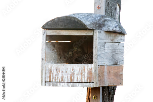 Common Kestrel (Falco tinnunculus) chicks photo