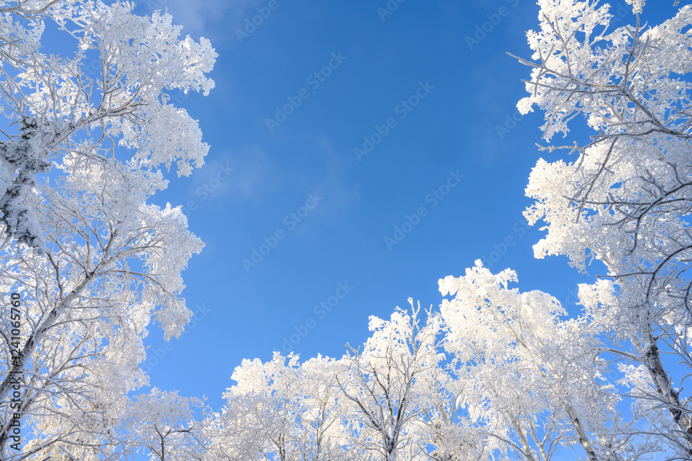 Looking up at blue sky through aspen trees covered in heavy white frost
Looking up at blue sky through aspen trees covered in heavy white frost