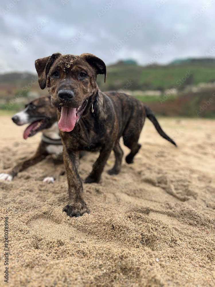Un perro y una perra disfrutando de la playa en un día gris Un perro y una perra disfrutando de la playa en un día gris