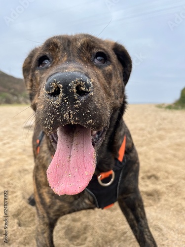 Perra feliz en la playa con la cara llena de arena 