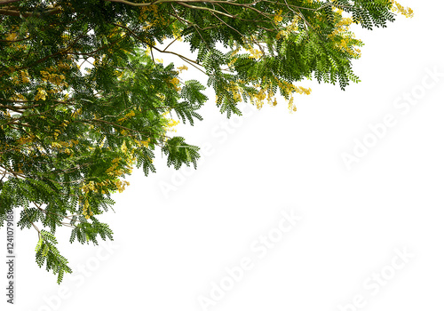 Bulnesia arborea tree branches isolated on white