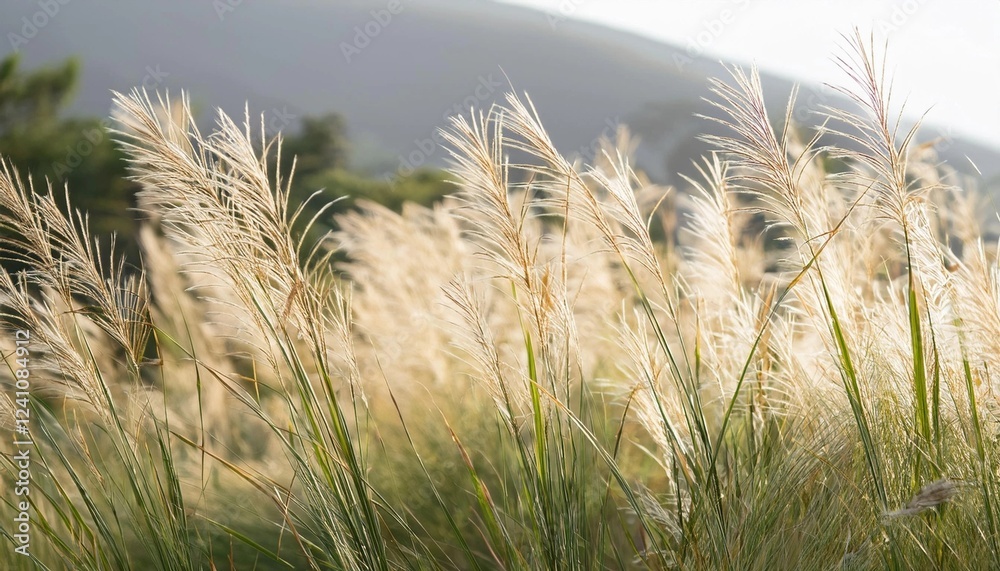Fototapeta premium grass in the wind
