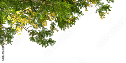 Green tree branches isolated on white