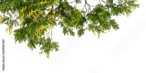 Close up bulnesia arborea tree branches isolated on white