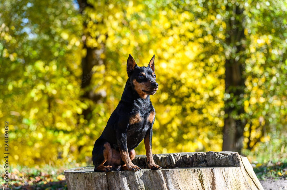 A black and tan miniature pinscher dog sitting on a tree stump in a park. A black and tan miniature pinscher dog sitting on a tree stump in a park.