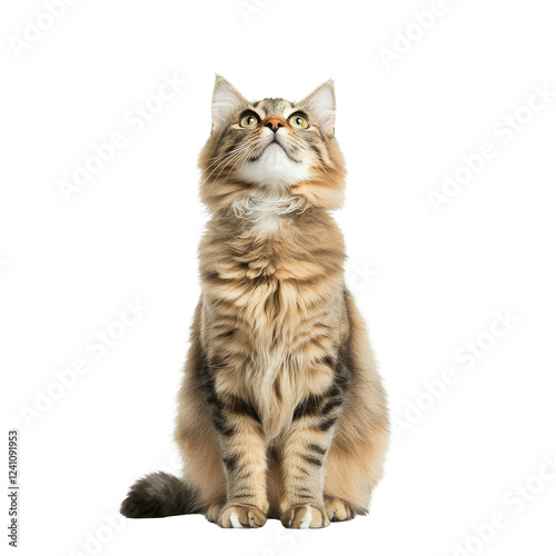 A fluffy domestic cat sitting upright and gazing curiously upwards.