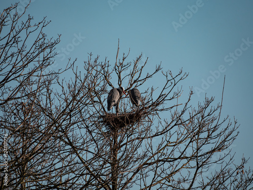 Silberreiher im Nest  photo