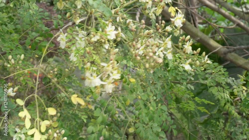 Wallpaper Mural Moringa flowers on the branches in close up Torontodigital.ca