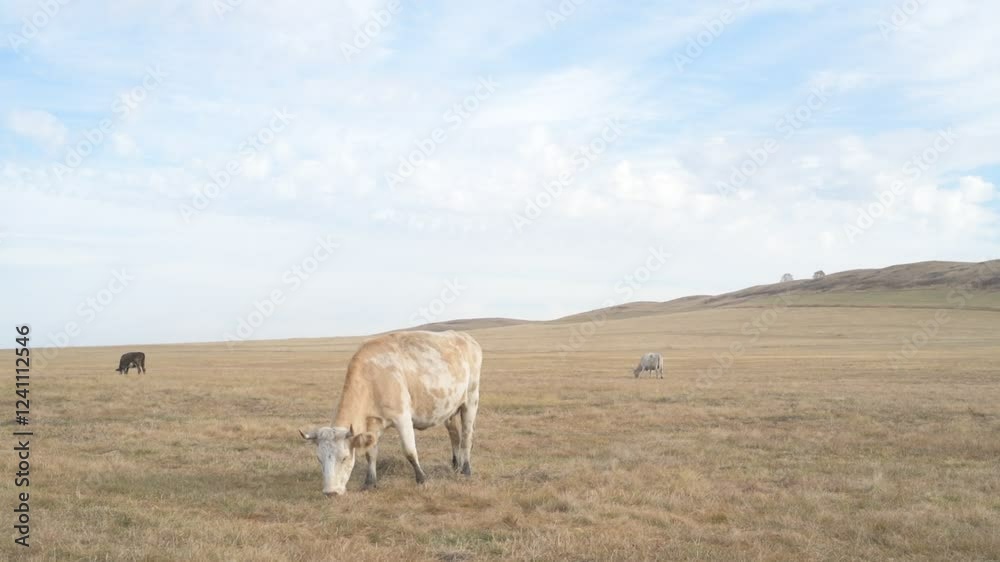 Portrait of cow grazing in a field. A herd of cows eating grass in a meadow
Portrait of cow grazing in a field. A herd of cows eating grass in a meadow
