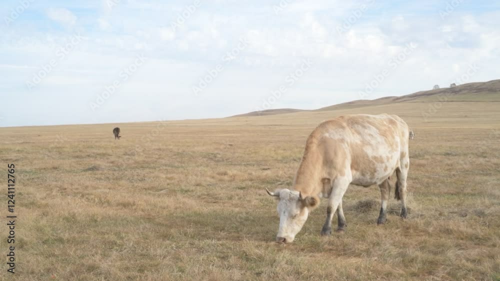 Portrait of cow grazing in a field. A herd of cows eating grass in a meadow
Portrait of cow grazing in a field. A herd of cows eating grass in a meadow