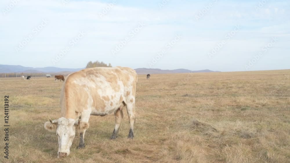 Portrait of cow grazing in a field. A herd of cows eating grass in a meadow
Portrait of cow grazing in a field. A herd of cows eating grass in a meadow