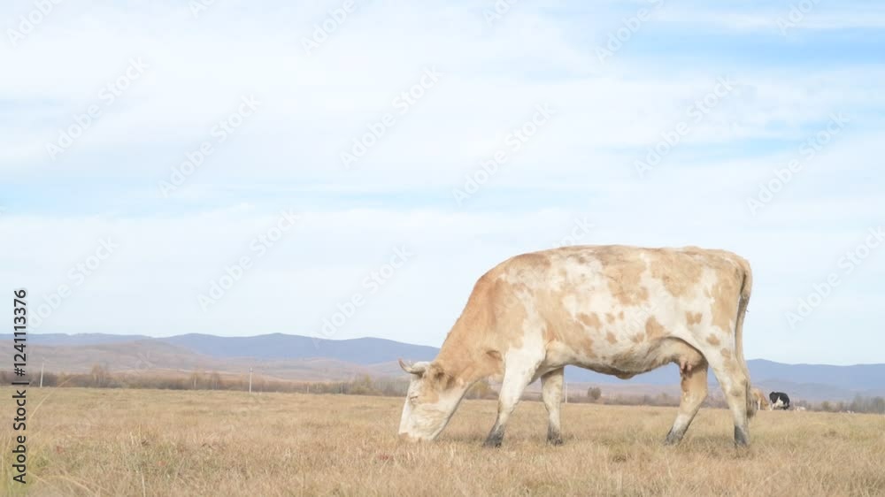Portrait of cow grazing in a field. A herd of cows eating grass in a meadow
Portrait of cow grazing in a field. A herd of cows eating grass in a meadow