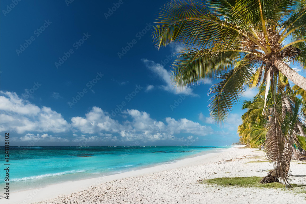 Obraz premium Sandy beach with coconut palm trees in the turquoise sea on Paradise island. Royalty high-quality free best stock of Panoramic beach landscape. Inspire tropical beach seascape horizon, Summer vacation