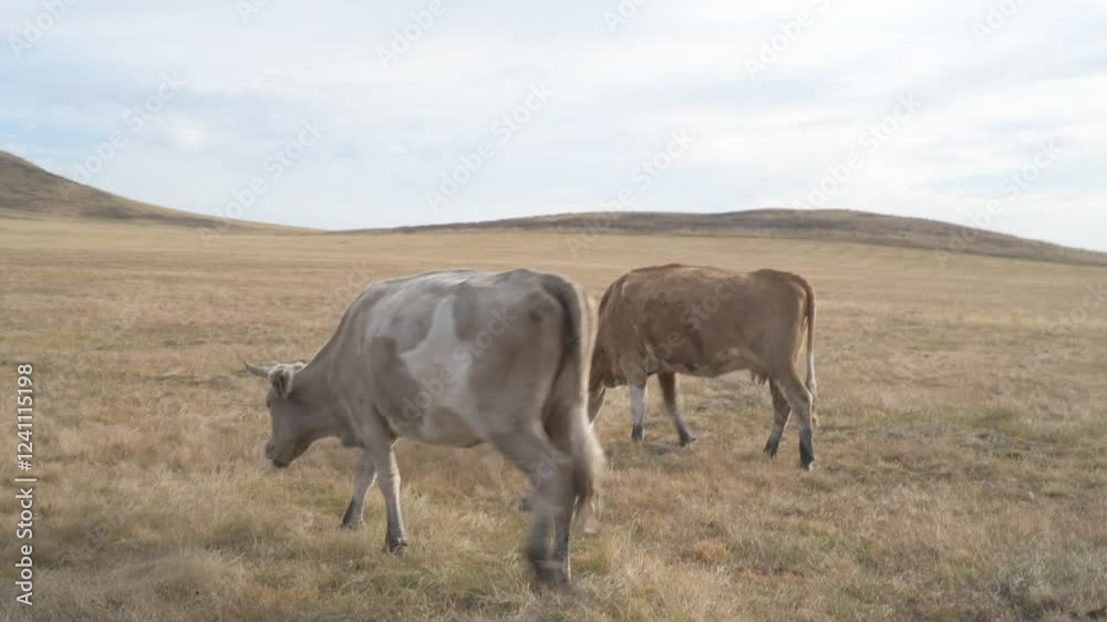 Portrait of cow grazing in a field. A herd of cows eating grass in a meadow
Portrait of cow grazing in a field. A herd of cows eating grass in a meadow