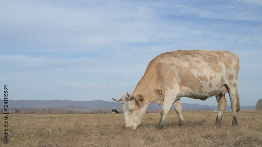 Portrait of cow grazing in a field. A herd of cows eating grass in a meadow
Portrait of cow grazing in a field. A herd of cows eating grass in a meadow