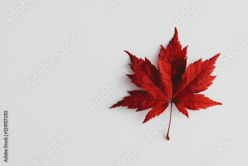 A single vibrant red maple leaf on white photo