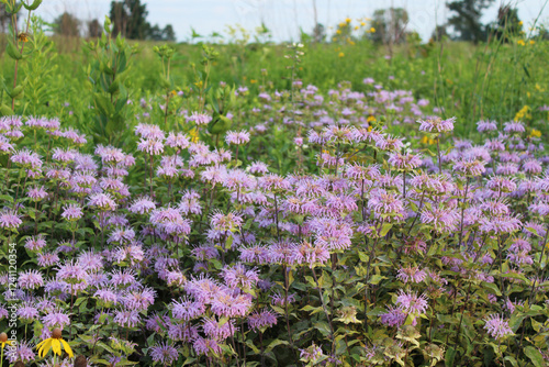 Wild bergamot dominates a field at Pine Dunes Forest Preserve in Antioch, Illinois photo