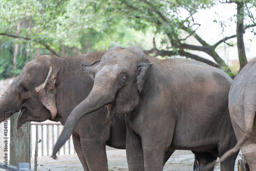 Fototapeta premium A number of elephants are present