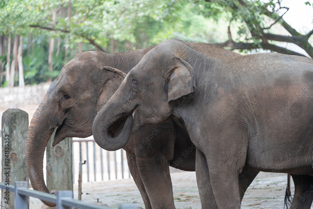 Fototapeta premium A number of elephants are present