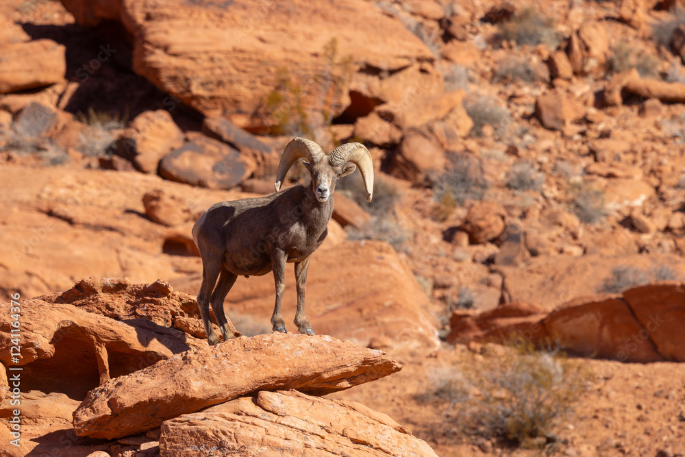 Naklejka premium Desert Bighorn Sheep Ram in Red Rocks in the Nevada Desert