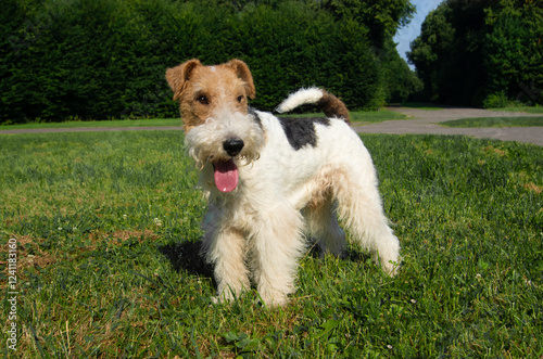 Canvas Print Wire Fox Terrier Tricolor in the outdoor park in summer.