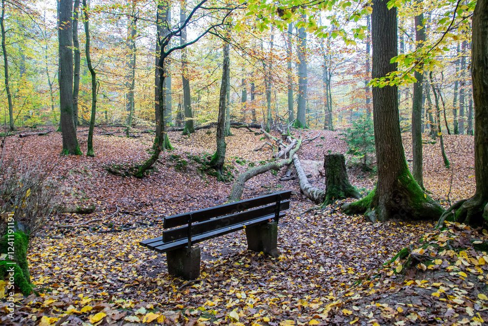 Wooden bench in the autumn forest. Wooden bench in the autumn forest.