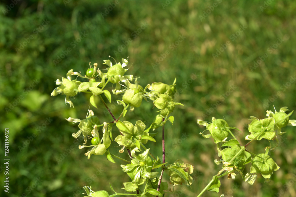 Silene baccifera (Silene baccifera) Silene baccifera (Silene baccifera)