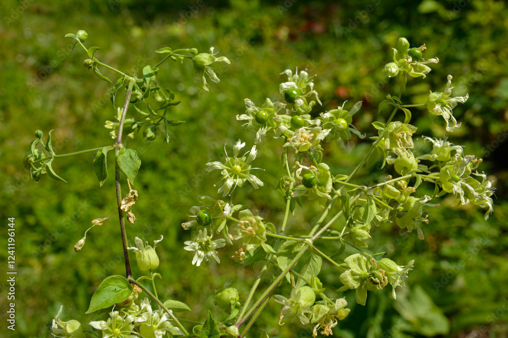 Silene baccifera (Silene baccifera) Silene baccifera (Silene baccifera)