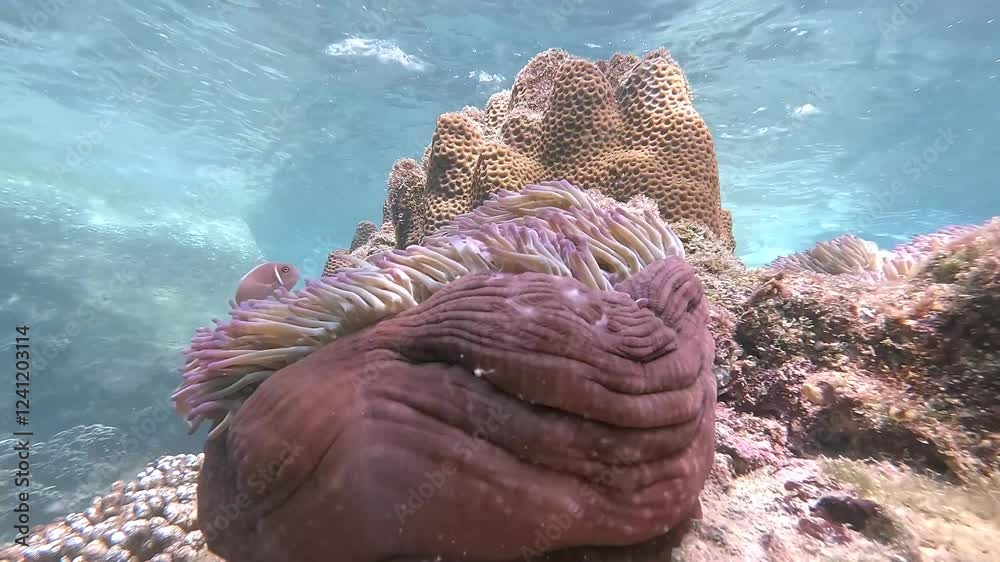 A group of pink anemonefish (Amphiprion perideraion) nestled within the tentacles of a large, cauldron-shaped sea anemone. 