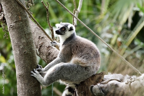 Cute Lemur