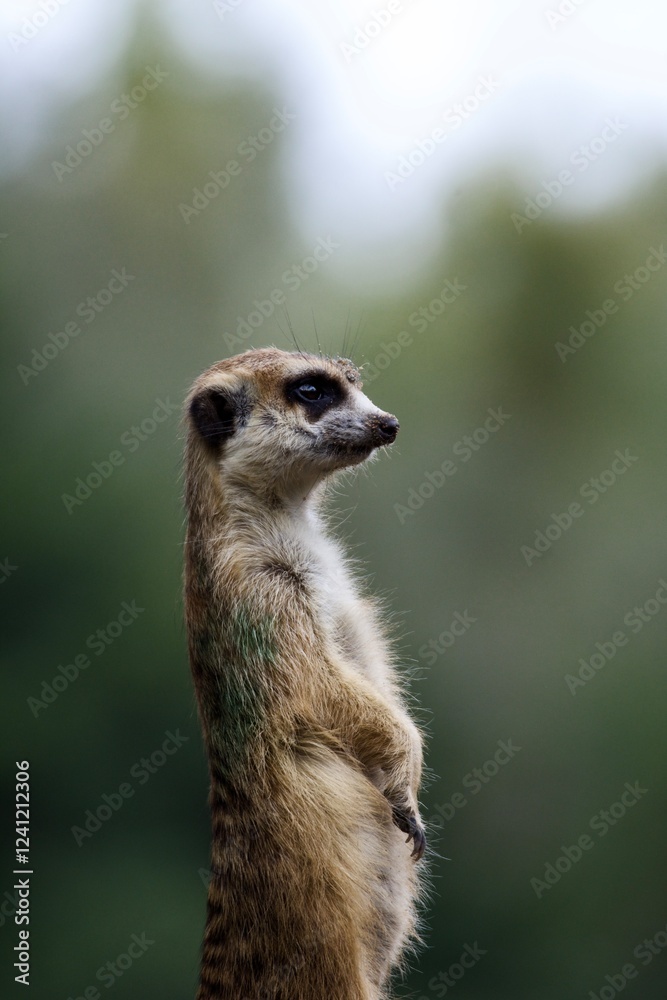 Fototapeta premium Keeping Watch