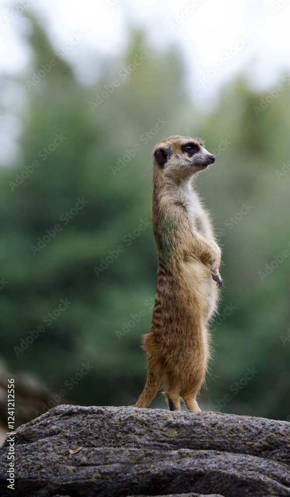 Fototapeta premium Meerkat
