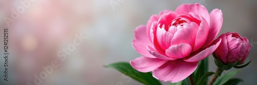 Showy pink peonies with subtle texture and shading, shading, nature