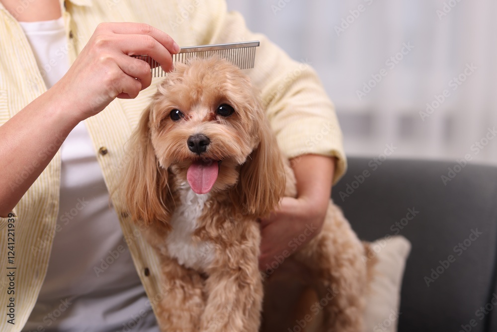 Woman brushing cute Maltipoo dog on sofa at home, closeup Woman brushing cute Maltipoo dog on sofa at home, closeup