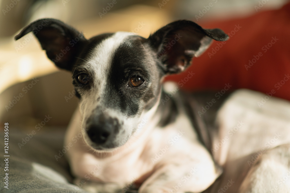 Jack Russell Terrier Looking at the Camera Jack Russell Terrier Looking at the Camera