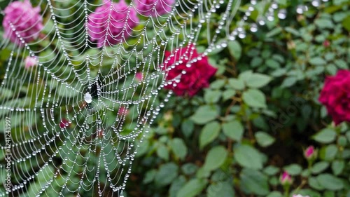 close-up of a rain-soaked spiderweb among garden roses