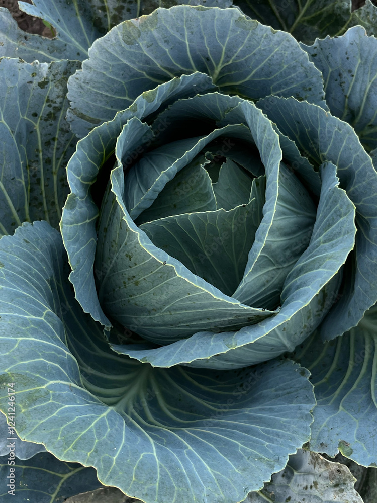 Obraz premium cabbage in the garden