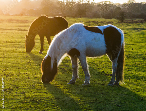 Two New Forest Ponies grazing as the sunset backlights them photo