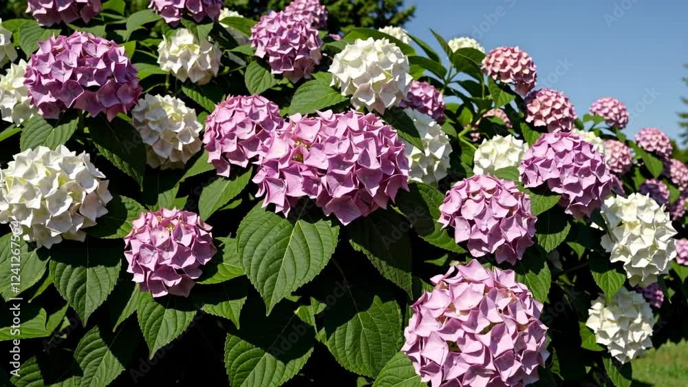 cluster of pink and white hydrangeas in full bloom cluster of pink and white hydrangeas in full bloom