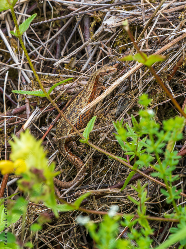 Female Common Lizard Basking on a Compost Heap Female Common Lizard Basking on a Compost Heap