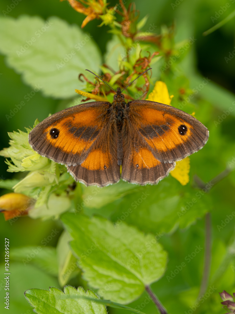 Gatekeeper Butterfly Basking on a Leaf Gatekeeper Butterfly Basking on a Leaf