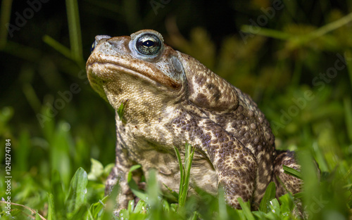 frog in the grass