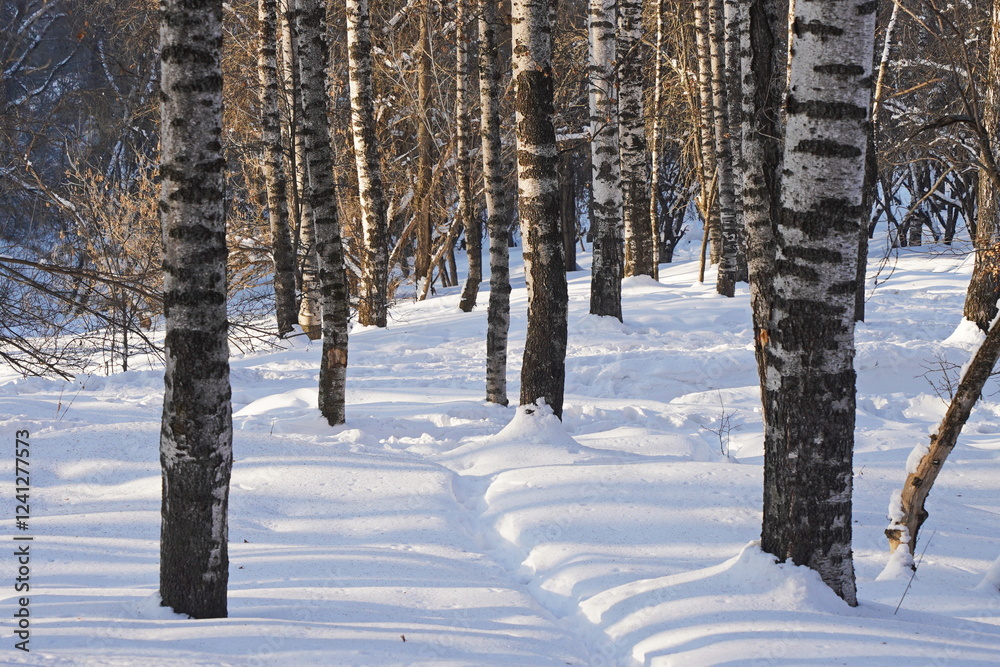 Fototapeta premium Birch grove. Tree trunks in winter.