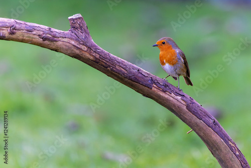 Photography European robin Erithacus rubecula perched on branch, isolated against green grass background in garden