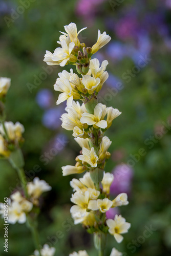 pale yellow eyed grass sisyrinchium striatum also known as satin flower
