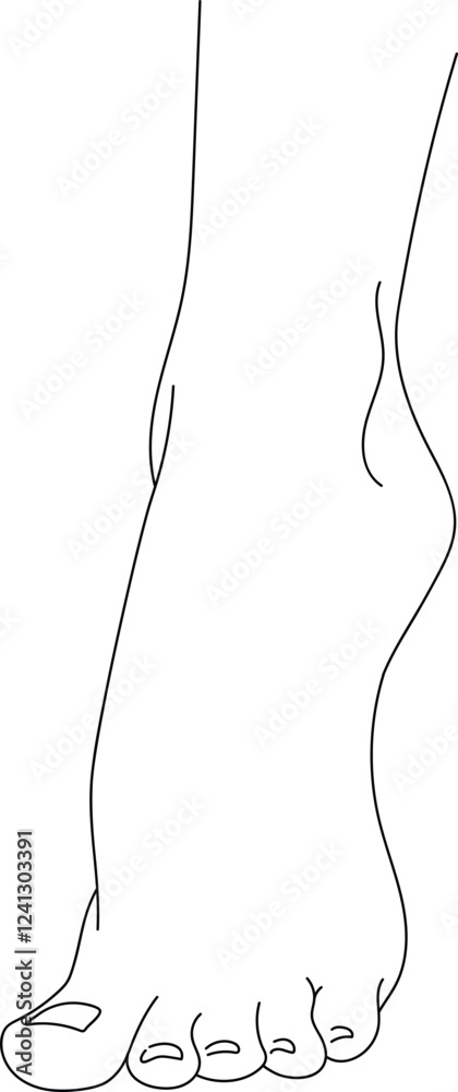 Fototapeta premium black and white line drawing of a female foot. Illustration isolated on white background