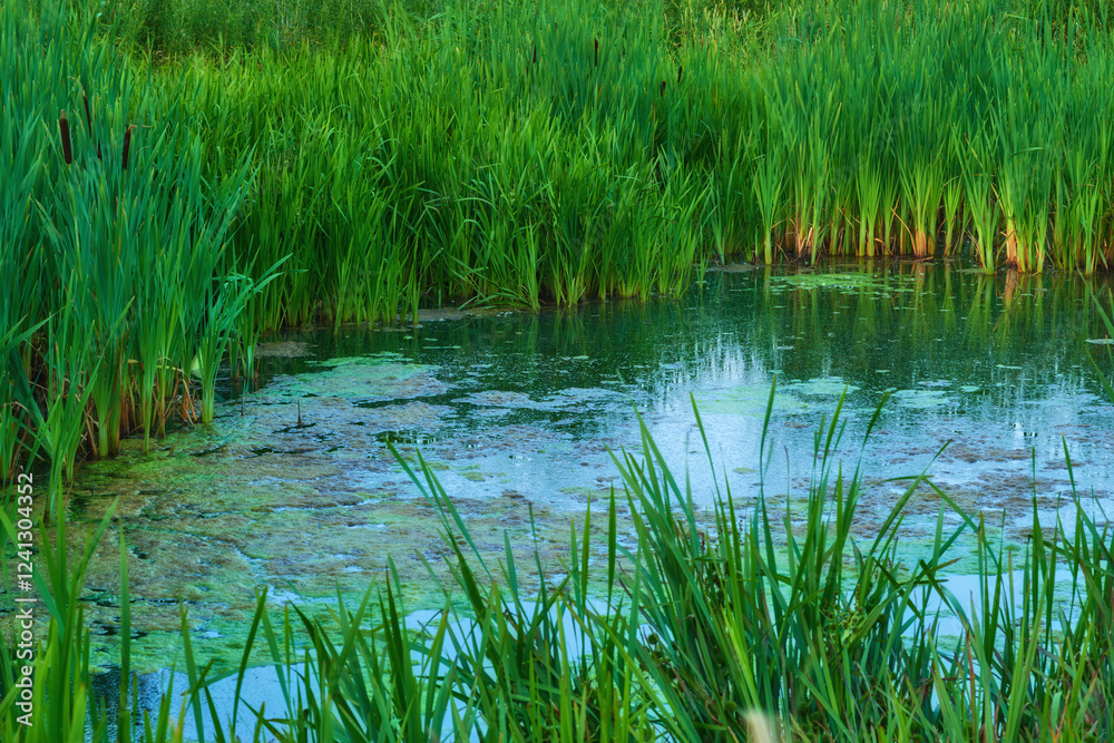 Water, environment and lake in countryside, nature and eco friendly for sustainability and outdoor. Grass, wetland and river for recreation, adventure and tourism of habitat, scenery and Denmark Water, environment and lake in countryside, nature and eco friendly for sustainability and outdoor. Grass, wetland and river for recreation, adventure and tourism of habitat, scenery and Denmark