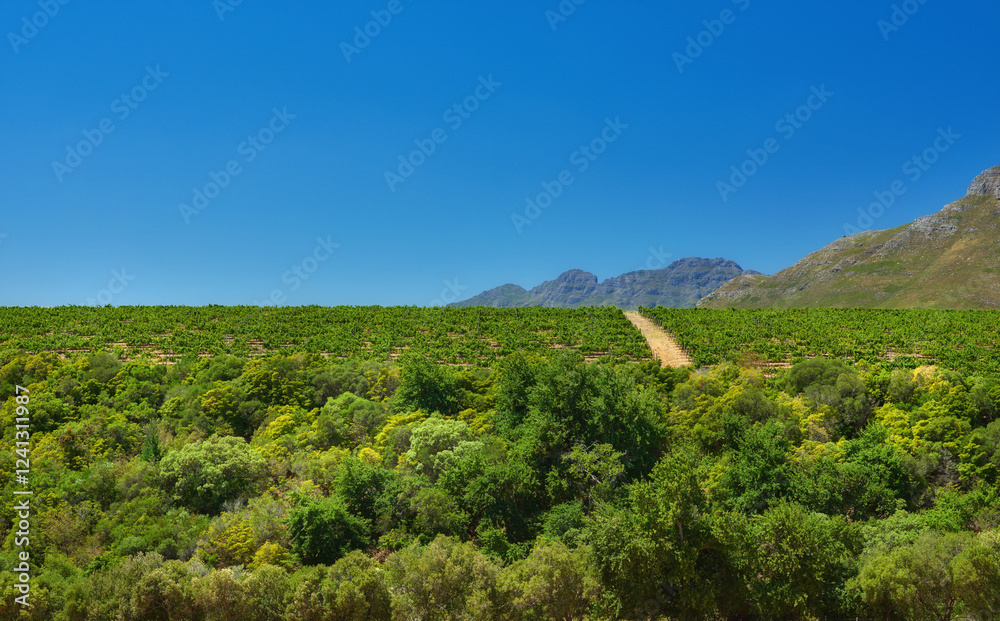 Obraz premium Sky mockup, vineyard and trees on farm for agriculture sustainability and farming in environment. Nature space, growth and outdoor crops with bushes, land and harvest for eco friendly agro business