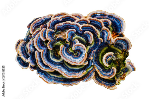 Concentric group of multicolored tinder mushrooms or turkey tails on white background, Trametes versicolor photo